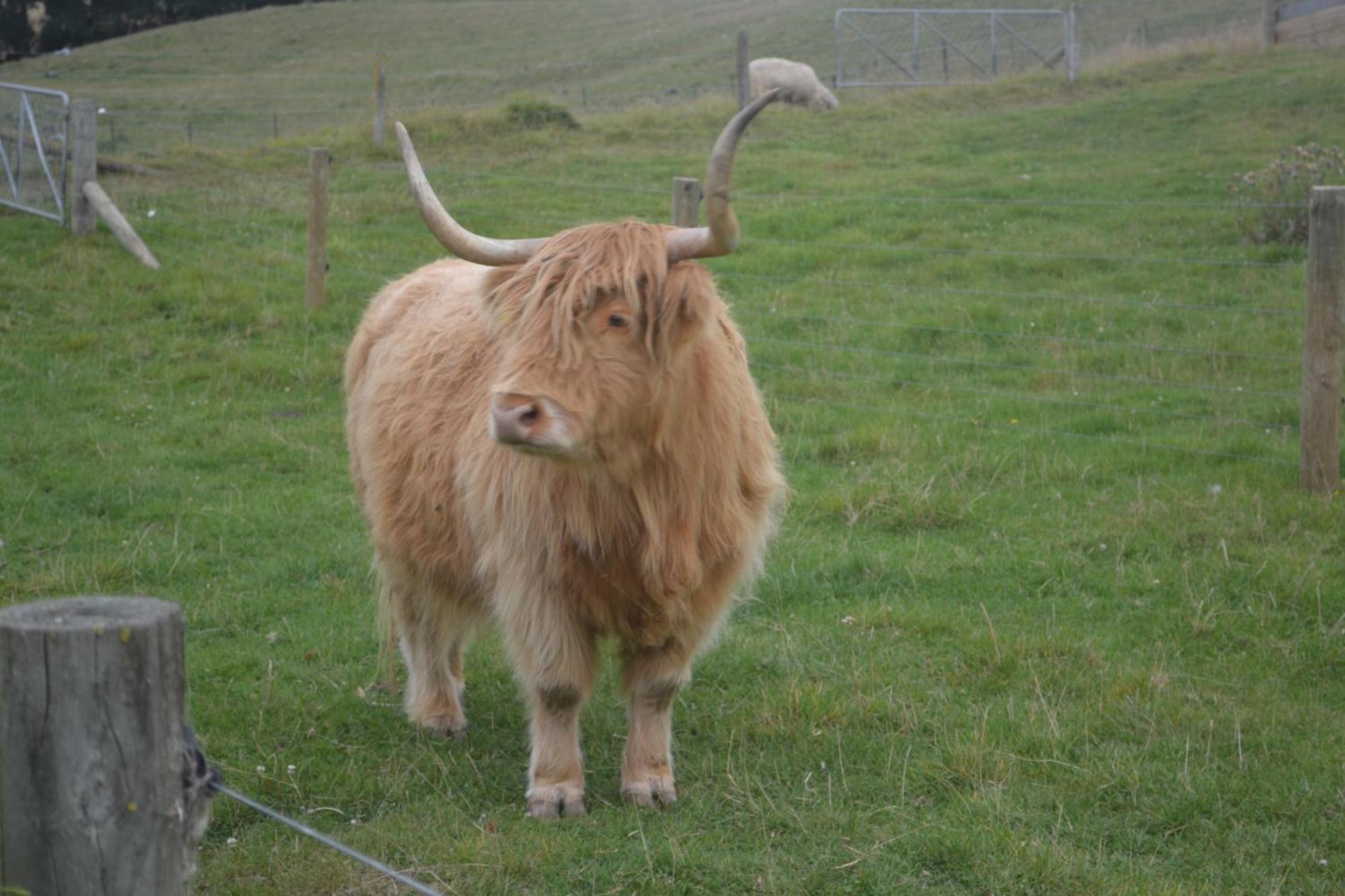 Highlands On Homestead Oamaru Bagian luar foto