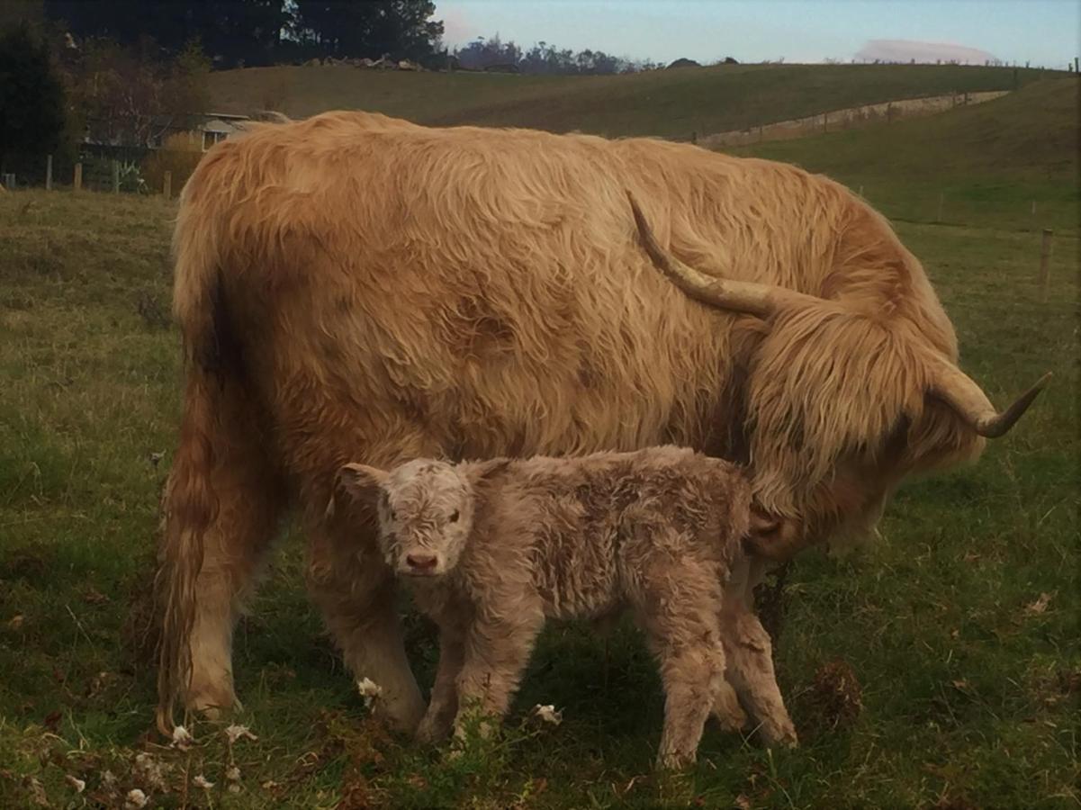 Highlands On Homestead Oamaru Bagian luar foto