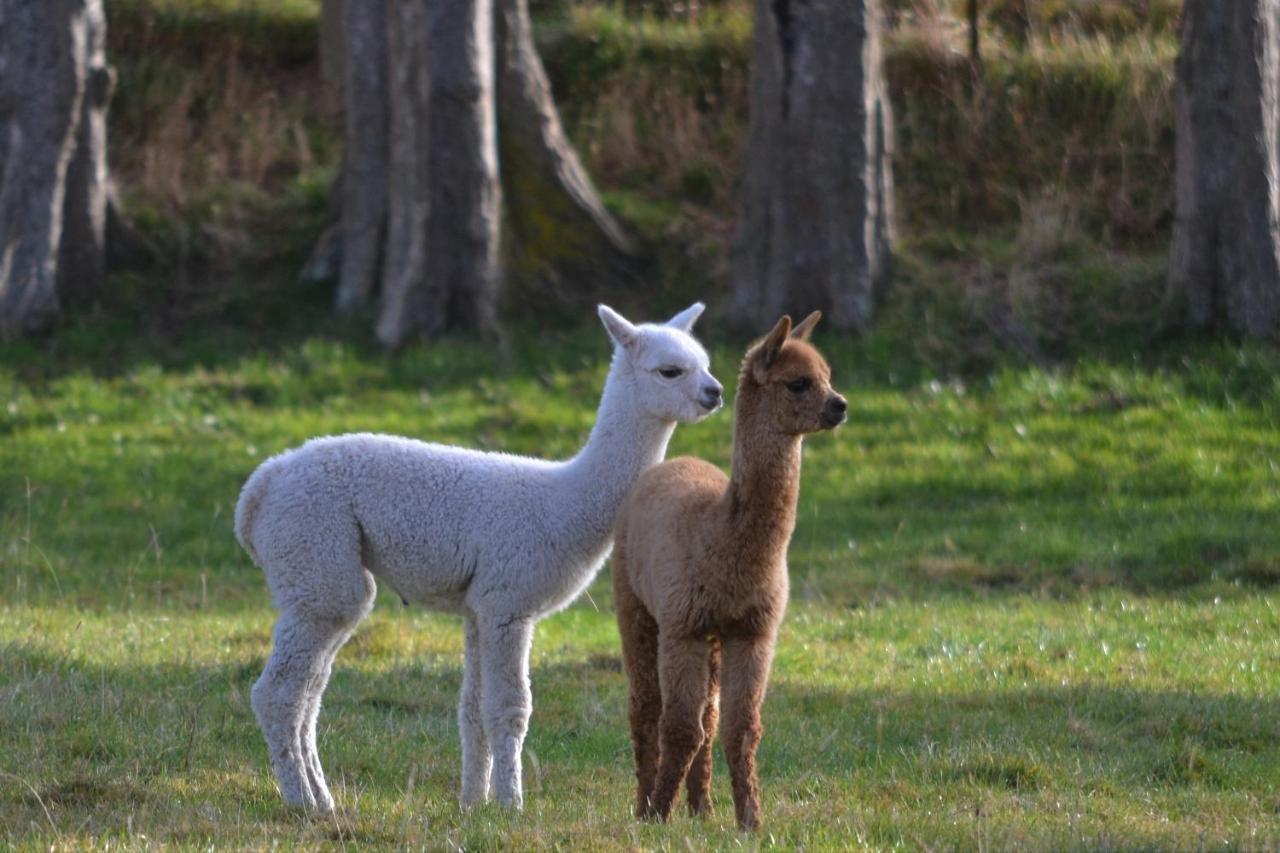 Highlands On Homestead Oamaru Bagian luar foto