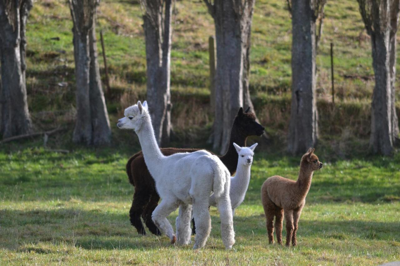 Highlands On Homestead Oamaru Bagian luar foto